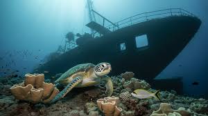 Experiência Exclusiva de Mergulho em Abrolhos