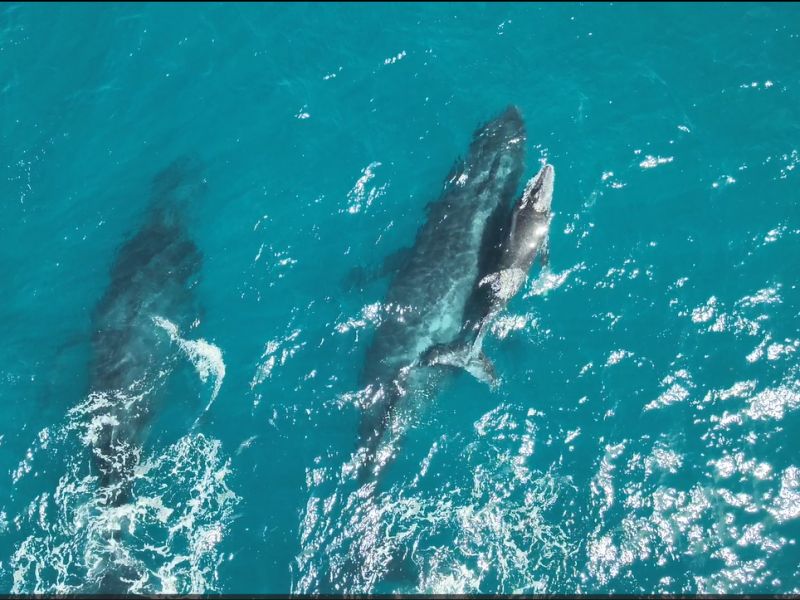 Experiência Exclusiva de Mergulho em Abrolhos