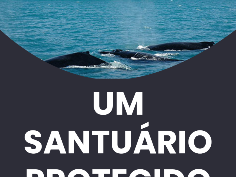 Experiência Exclusiva de Mergulho em Abrolhos